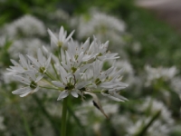 Wild flowers