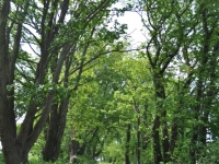 Road in spring