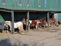 Horses all in a Row