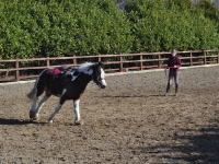 Lunging in the outdoor