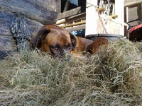 Morph in the Hay