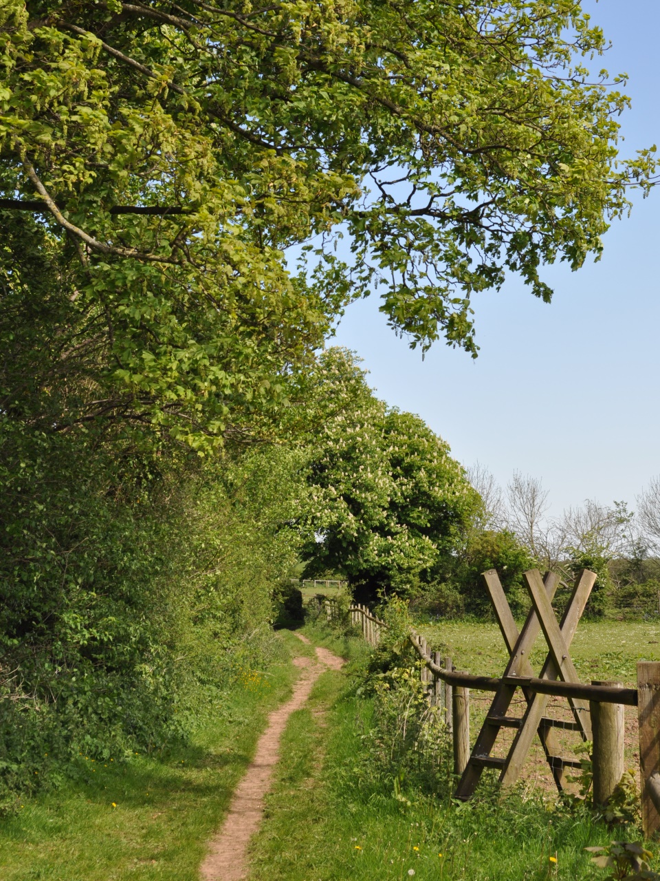 Springtime Bridleways